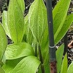 Clematis integrifolia ഇല