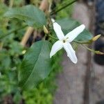 Jasminum azoricum Blomma