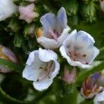 Echium callithyrsum Flower