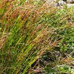 Oreojuncus trifidus Blatt