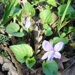 Viola riviniana Habitatea