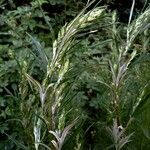 Artemisia verlotiorum Leaf