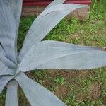 Agave guiengola Blad