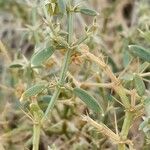 Fagonia arabica Leaf