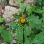 Bidens connata Blomma