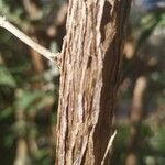 Buddleja officinalis Casca