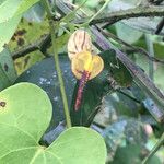 Aristolochia anguicida Flower