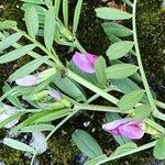 Vicia sativa Altul/Alta