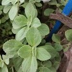 Plectranthus ornatus 葉