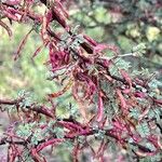 Mimosa aculeaticarpa Fruit