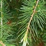 Cedrus deodaraЛист