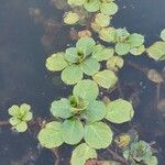 Ludwigia peploides Likasa