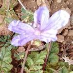 Erodium gruinumFloare