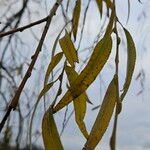 Salix × pendulina Leaf