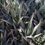 Deuterocohnia brevifolia Leaf