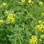 Brassica rapa Leaf