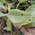 Kalanchoe gastonis-bonnieri Levél