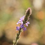 Verbena lasiostachys പുഷ്പം