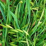 Bromus catharticus برگ