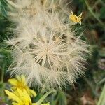 Tragopogon buphthalmoides Fruit