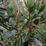 Chassalia gaertneroides Hoja