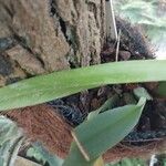 Maxillaria rufescens Leaf