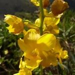 Cyrtopodium andersonii Blüte