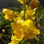 Cyrtopodium andersonii Flower