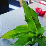 Hieracium sabaudum Leaf