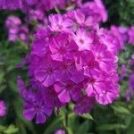 Phlox drummondii പുഷ്പം