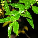 Azara lanceolata Sonstige