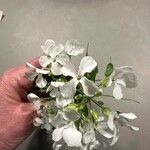 Lunaria rediviva Flower