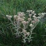 Pseudognaphalium undulatum Floro