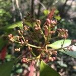 Viburnum tinusFloro