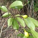 Trilepisium madagascariense Nyingine