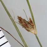 Fimbristylis autumnalis Flower