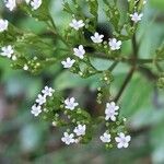 Valeriana tripteris Цвят