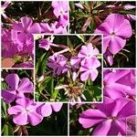 Phlox carolina Flower