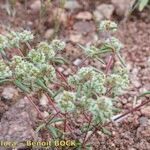Chaetonychia cymosa Hábito