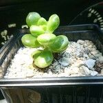 Sedum hernandezii Foglia