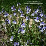 Veronica serpyllifoliaFlower