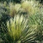 Stipa juncea Fuelha