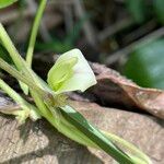 Macrotyloma axillare Flower