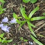 Campanula rapunculusFlower