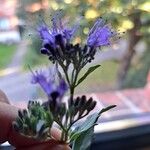 Caryopteris x clandonensis Flower