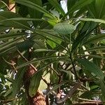 Alstonia rostrata Φύλλο