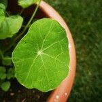 Hydrocotyle leucocephala Leaf