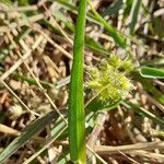 Cenchrus biflorus Hoja