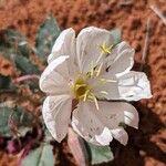 Eulobus californicus Flower