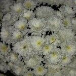 Chrysanthemum × grandiflorum Flor